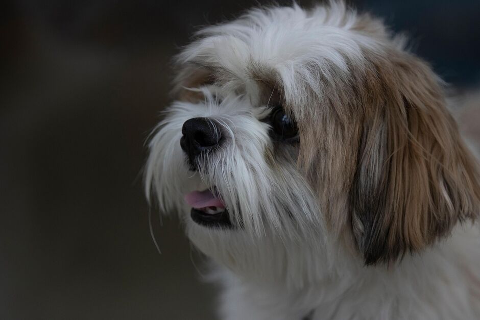 Cão da raça Shih Tzu foi abandonado na clínica