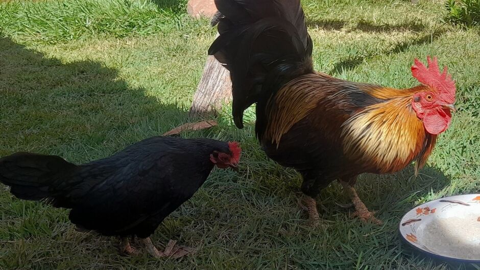 Carmen e Ilho na casa da família