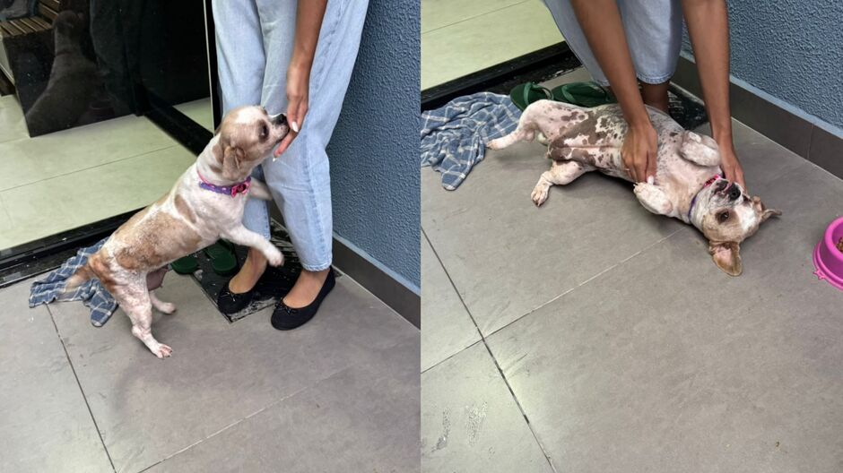A cadelinha se perdeu na região do Bairro Jardim Tijuca 2