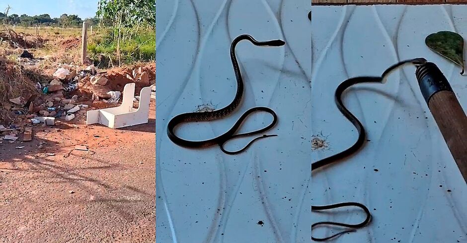 Lixo acumulado fez cobras aparecerem na casa do morador