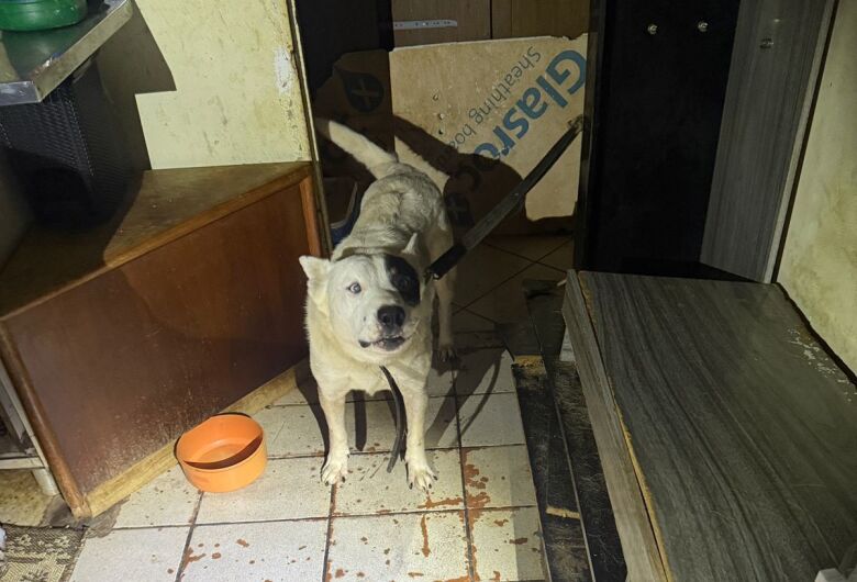 Os animais foram resgatados na terça-feira