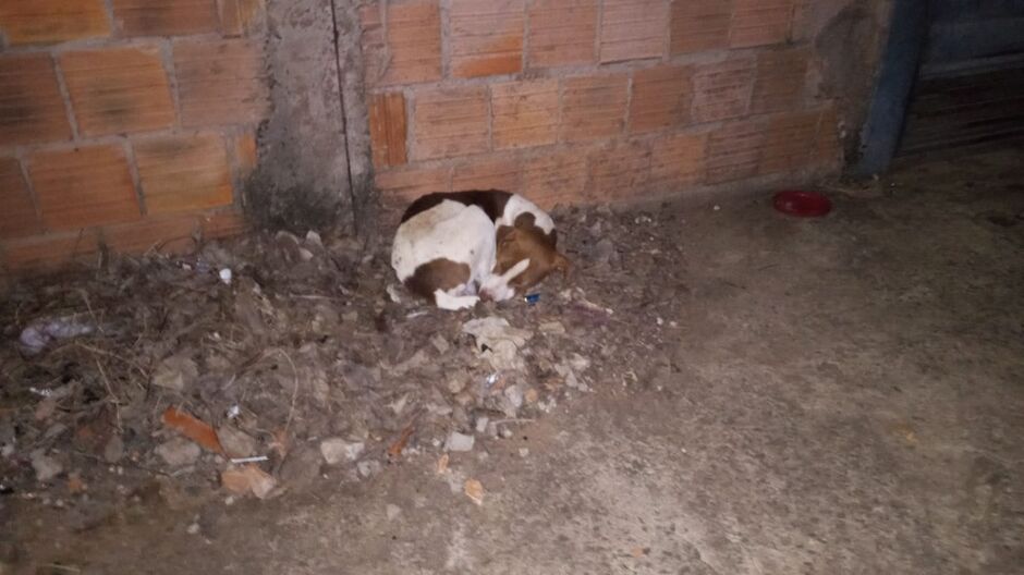 Cachorro dorme no frio no Mário Covas 