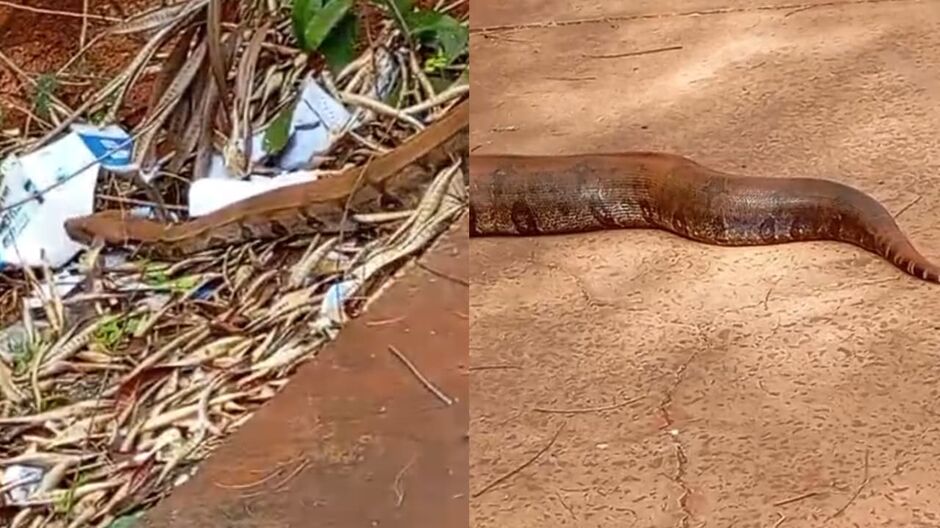 Jiboia chamou a atenção de moradores do Zé Pereira
