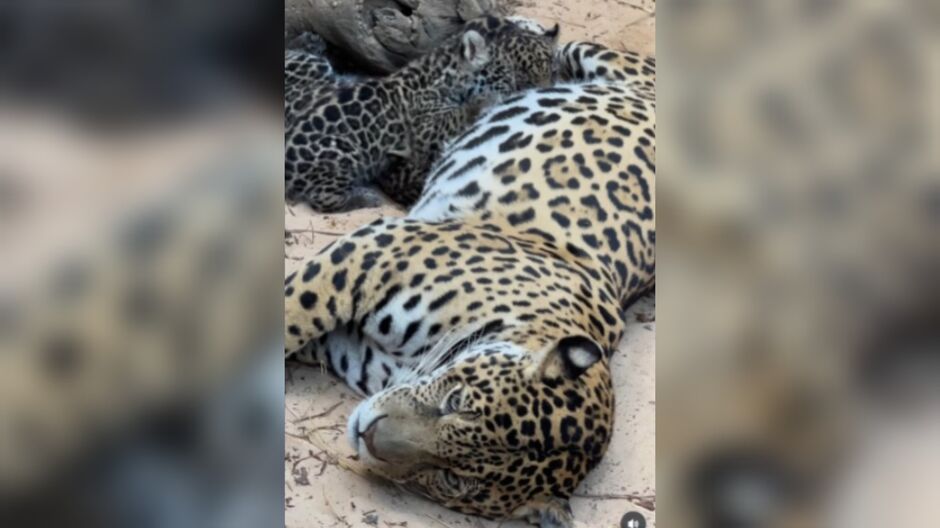 Maya tentando descansar equanto seus bebês brigam pelo 'tetê'