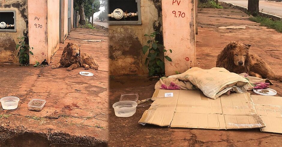 Cachorro esta abandonado em rua do Bairro Nova Lima