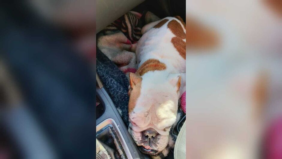 Animal foi encontrado bastante debilitado