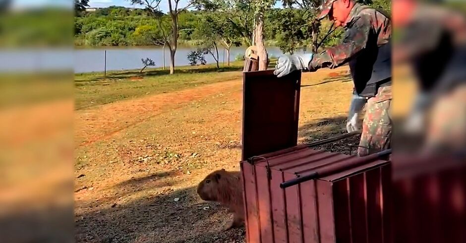 O animal foi solto na região da UFMS
