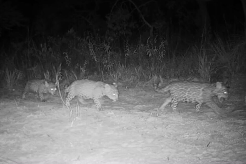 Trigêmeos andam com a mãe à noite 