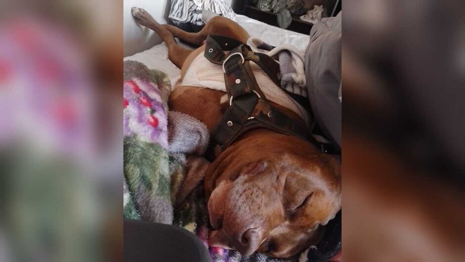 Mandrake em casa depois da cirurgia