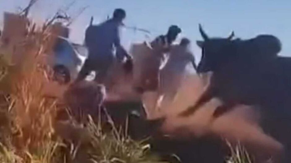 Um dos homens, chega a ser atingido pelo boi, sendo arremessado ao solo com força