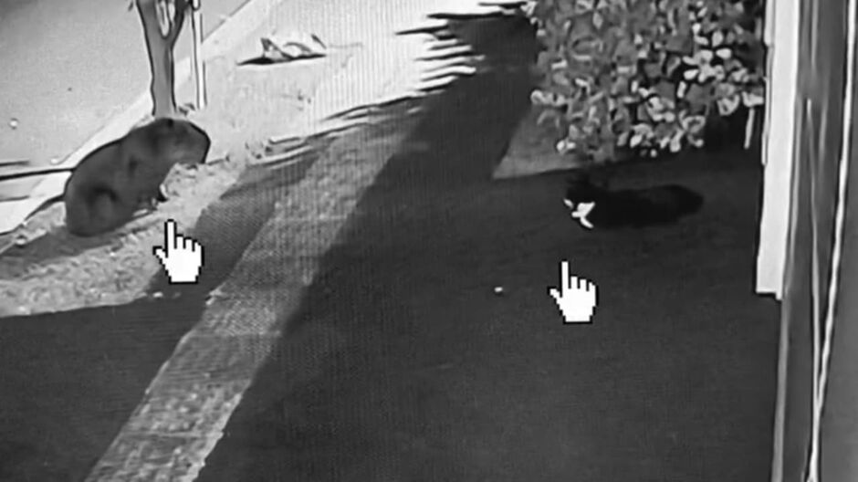 Choquito 'conversando' com uma capivarinha 