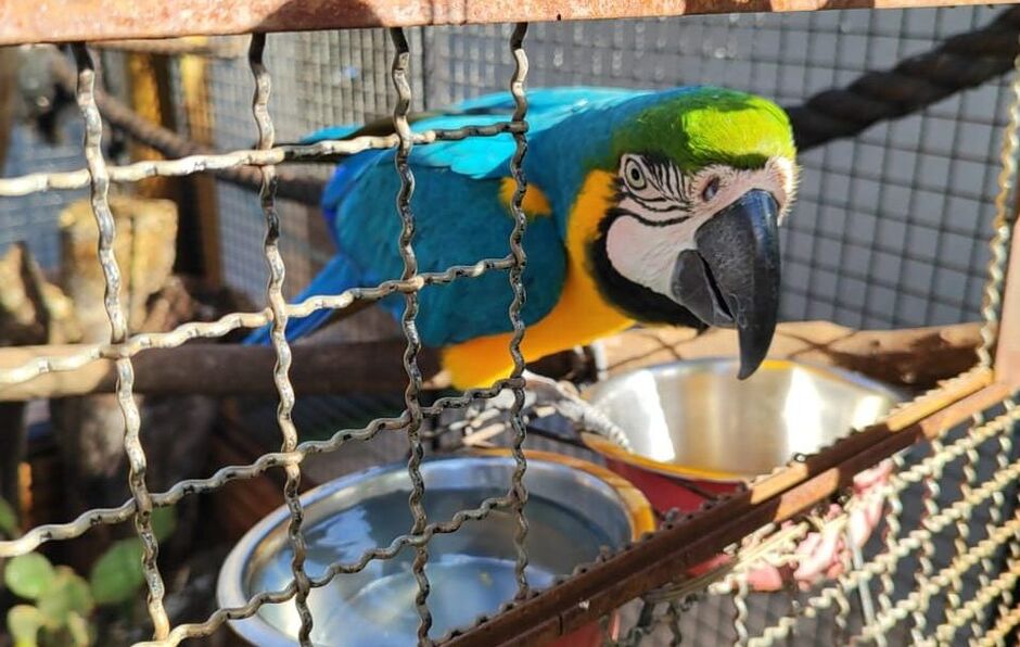 Defesa da fauna é pauta no dia 22 de setembro