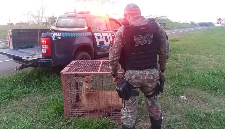 Cervo resgatado de vala em rodovia