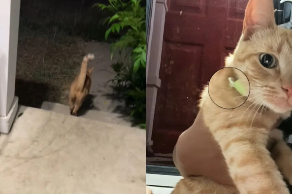 O gatinho foi descoberto após chegar em casa com um bilhete