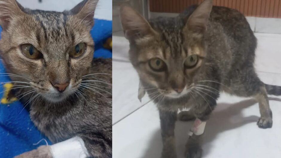 Miau após tratamento