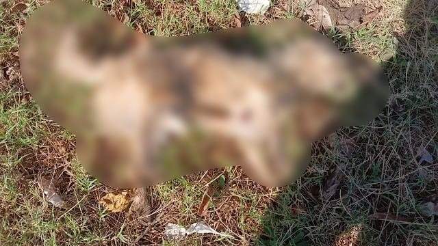 Morte de diversos c&atilde;es em Anast&aacute;cio