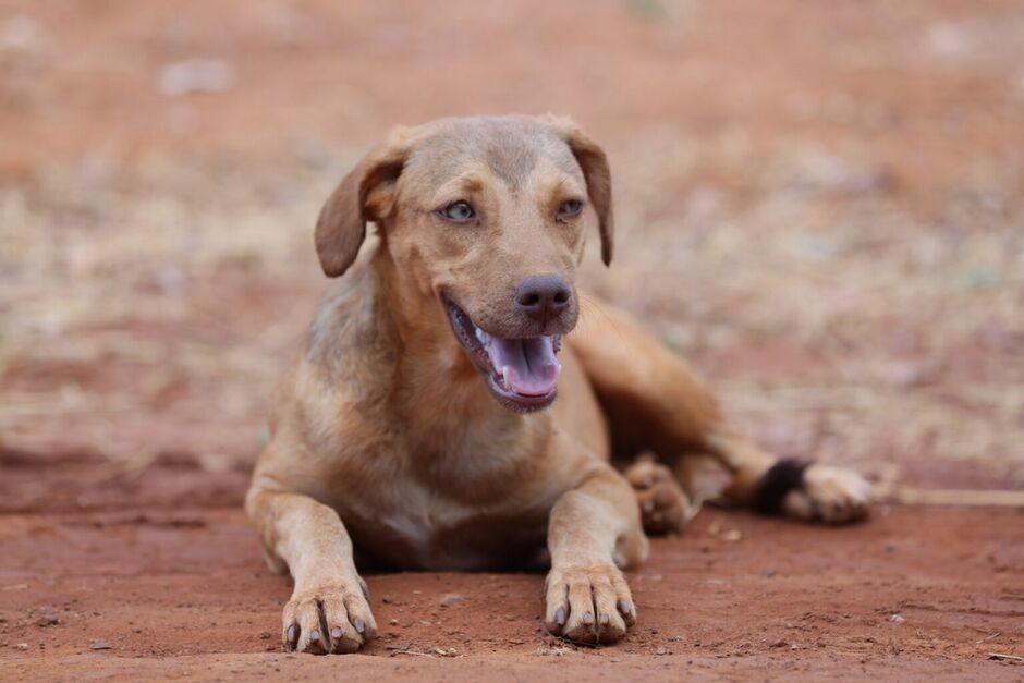 Animais de rua terão prioridade - ilustrativa 