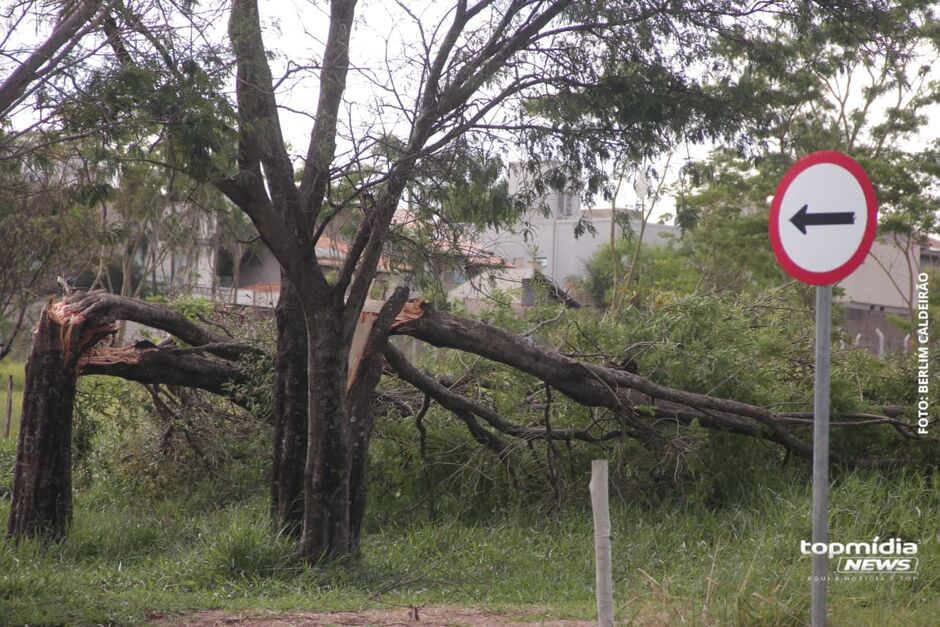 Destruição partiu árvores ao meio 