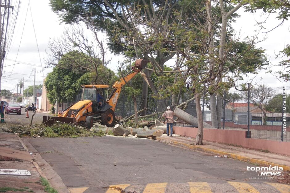 Queda de árvore causa diversos estragos na rua Japão