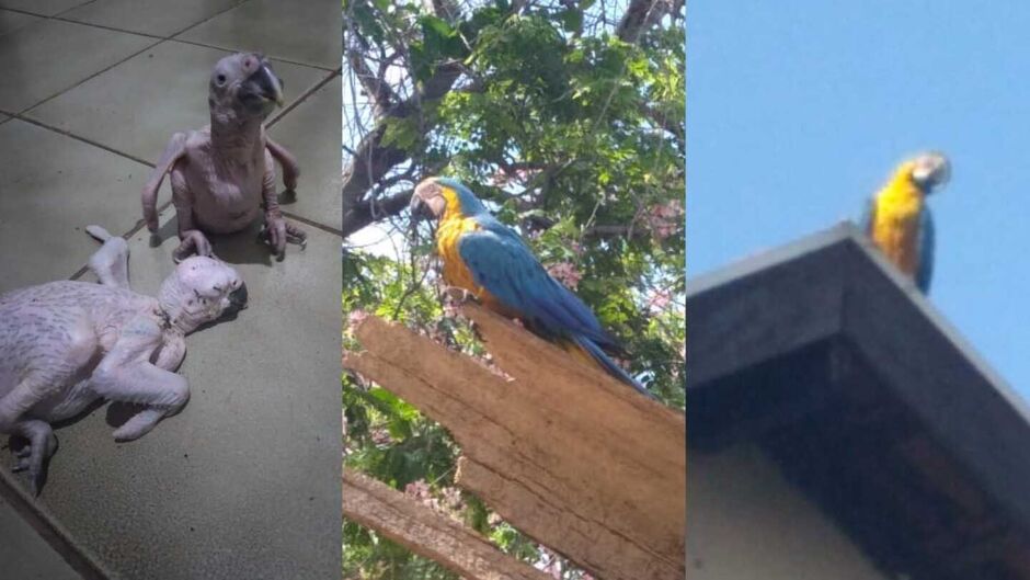 o caso aconteceu na tarde de ontem