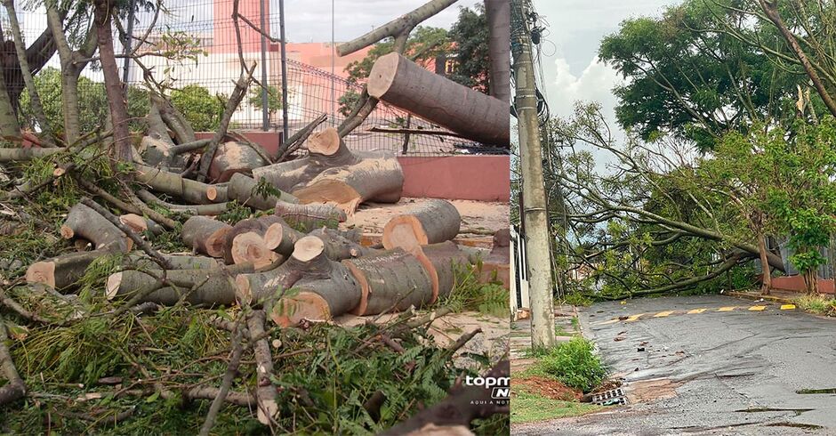 Esses serviços são importantes para manter a segurança das vias públicas e a saúde das árvores