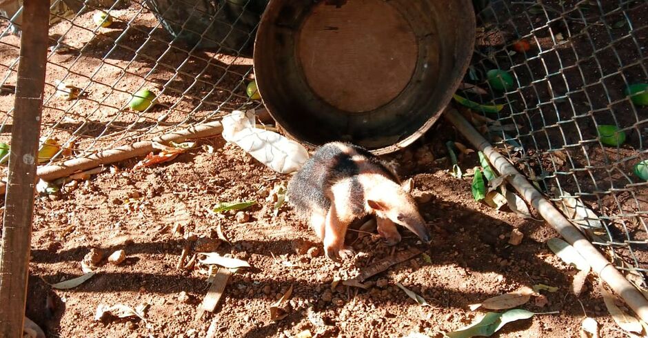 Tamanduá-mirim é resgatado por bombeiros após ser encontrado no quintal de casa em Corumbá