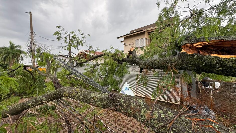 Moradores tentaram evitar o pior, mas prefeitura negou corte de árvore 