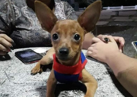 Cachorro costumava passear pelo bairro matinalmente