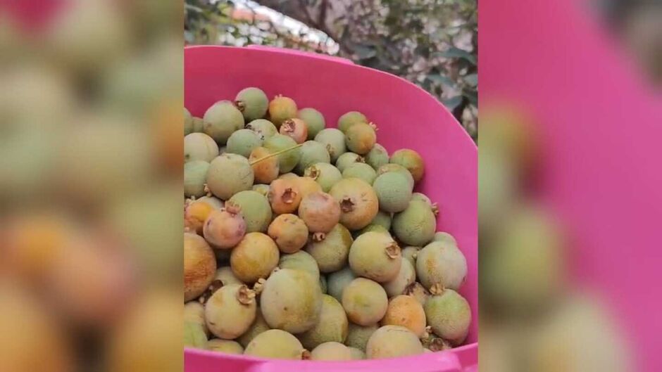 Um pouquinho do cerrado é colhida no quinta de casa