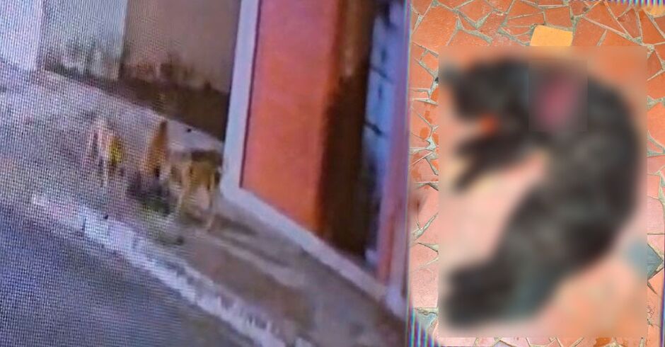 Mais de 10 gatos teriam sido atacados pela 'gangue'