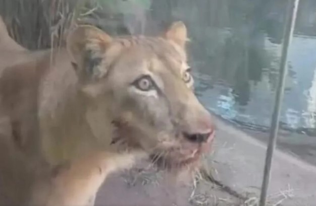 Material cedido ao Metrópoles