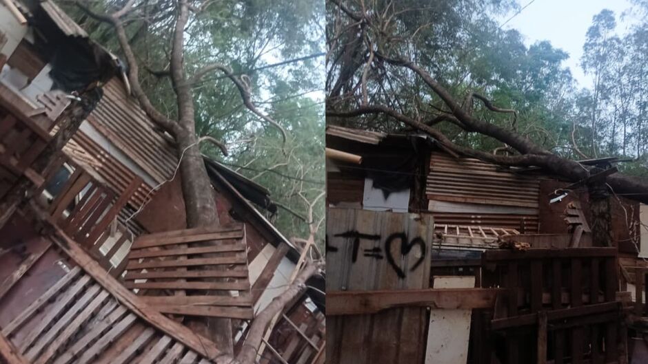 Árvore cai em casa improvisada