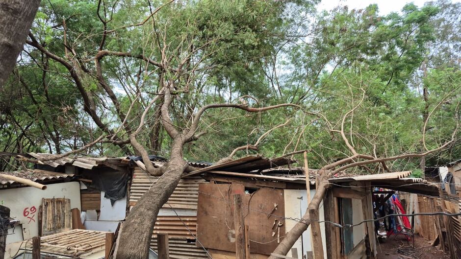 Duas casas são destruídas por árvore 