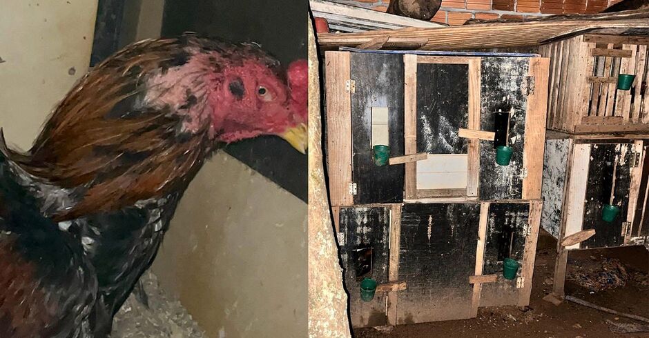 O caso foi descoberto neste segunda após denuncias anônimas 