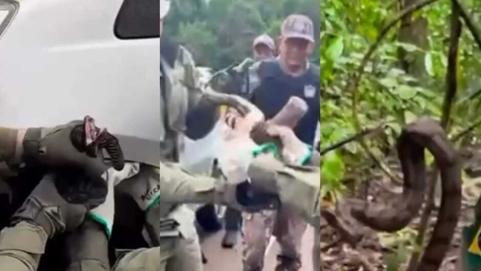 Uma jiboia foi resgatada