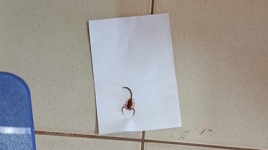 Escorpião aparece no posto das Moreninhas e vira atração indesejada
