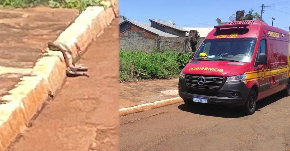 Jiboia não foi encontrada no local