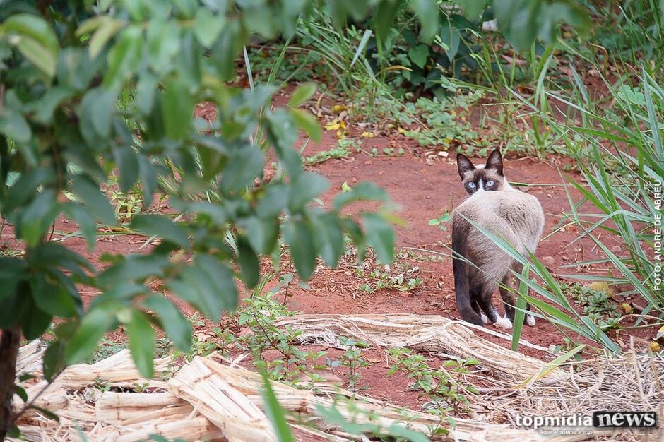 Local dever&aacute; receber c&atilde;es, gatos, aves e animais de grande porte resgatados de situa&ccedil;&otilde;es de abandono ou maus-tratos