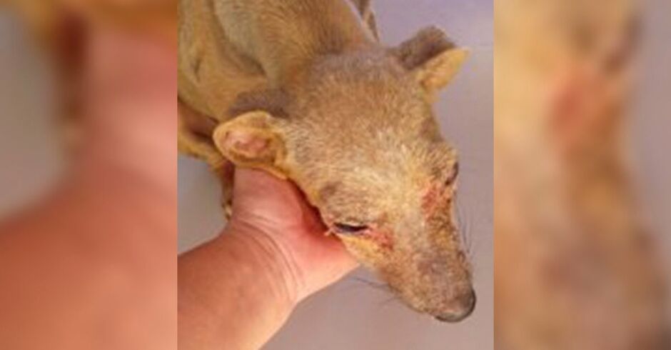 O animal foi socorrido e encaminhado para uma cl&iacute;nica veterin&aacute;ria