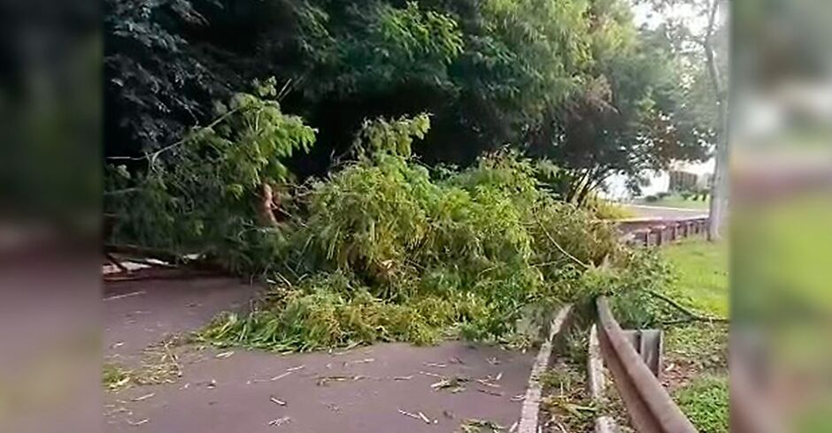 Trecho da avenida Ricardo Brand&atilde;o, em Campo Grande, fica interditado ap&oacute;s queda de &aacute;rvore