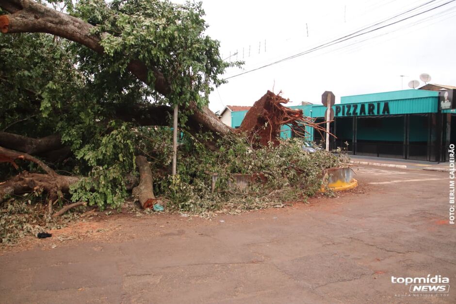 Desde sexta-feira moradores do bairro Coophasul aguardam remo&ccedil;&atilde;o de &aacute;rvore em pra&ccedil;a do bairro 