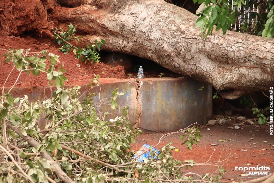 Desde sexta-feira moradores do bairro Coophasul aguardam remo&ccedil;&atilde;o de &aacute;rvore em pra&ccedil;a do bairro 
