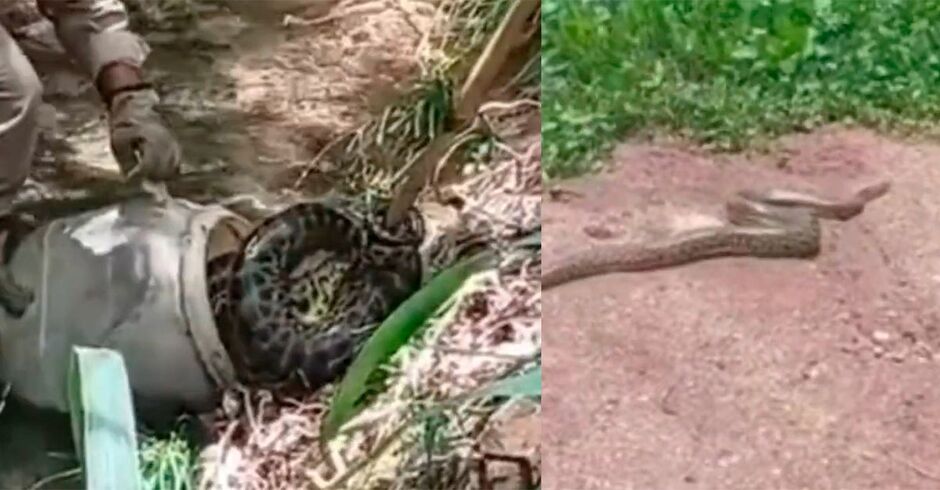 Sucuri de 5 metros assusta moradores em bairro de Corumb&aacute;