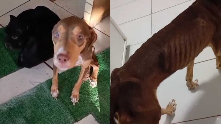 Abandonados e com larvas pelo corpo, c&atilde;es resgatados no Indubrasil lutam para sobreviver