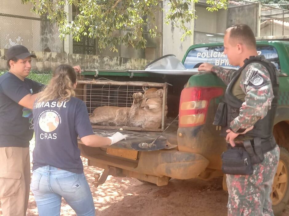 O animal foi resgatado na beira da estrada 