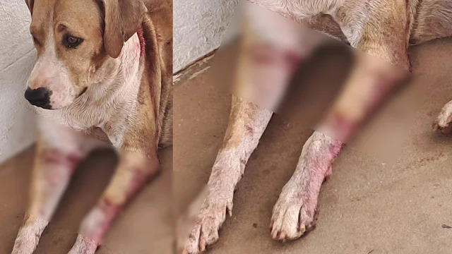 Moradores especulam que causa dos ferimentos &eacute; a&ccedil;&atilde;o humana 