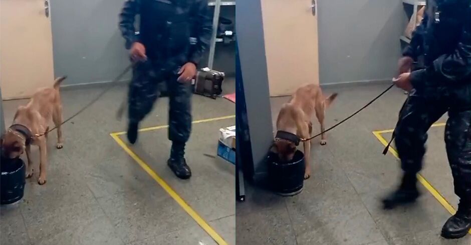 Costelas do animal aparecem em imagens enviadas ao TopM&iacute;diaNews