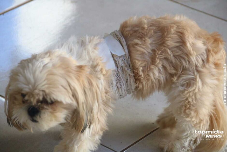 Caso de cachorro morto a tiro por GCM ganha nova vers&atilde;o e gera diverg&ecirc;ncias em Campo Grande