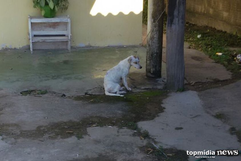 O animal n&atilde;o foi encontrado durante a abordagem policial 