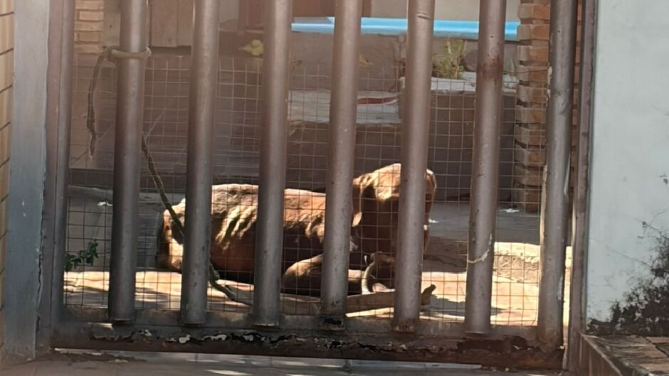 Cachorro apresenta magreza e, segundo den&uacute;ncia, fica preso o dia todo